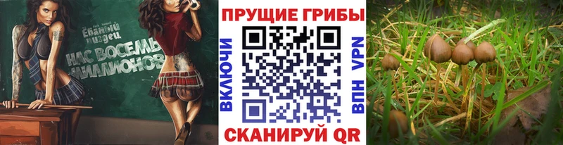 Галлюциногенные грибы Magic Shrooms  купить  цена  Полярные Зори 